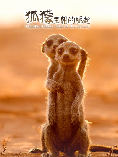 狐獴：王朝的崛起第12集