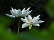 擺渡：台東慈濟人的故事第17集